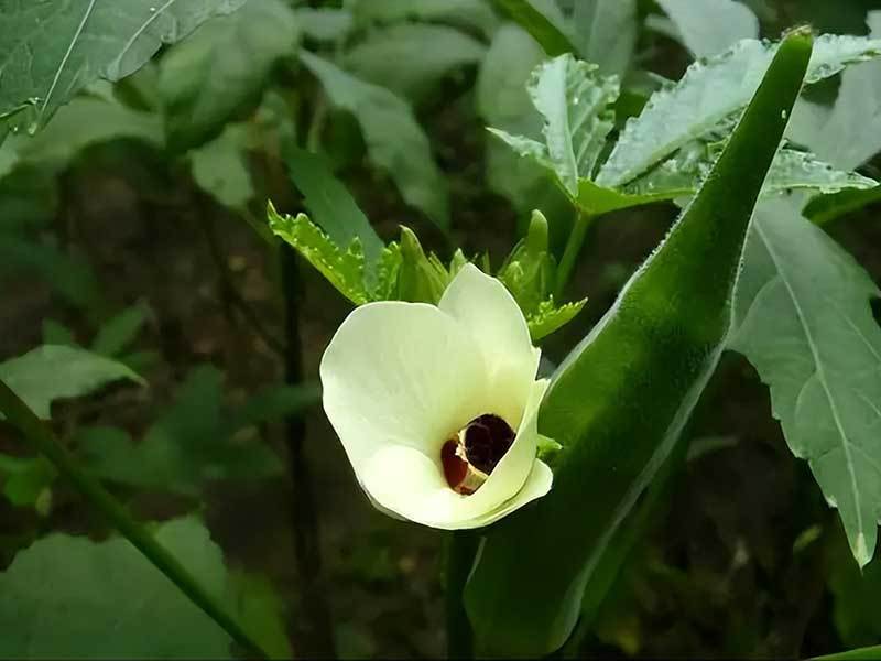 growing okra in texas