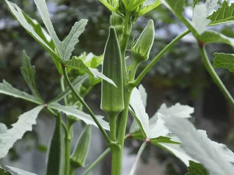 okra plants