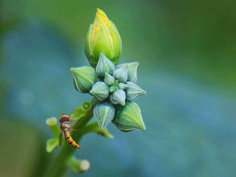 hoverflies