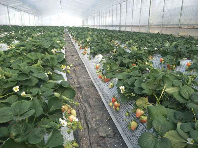 growing strawberries in utah