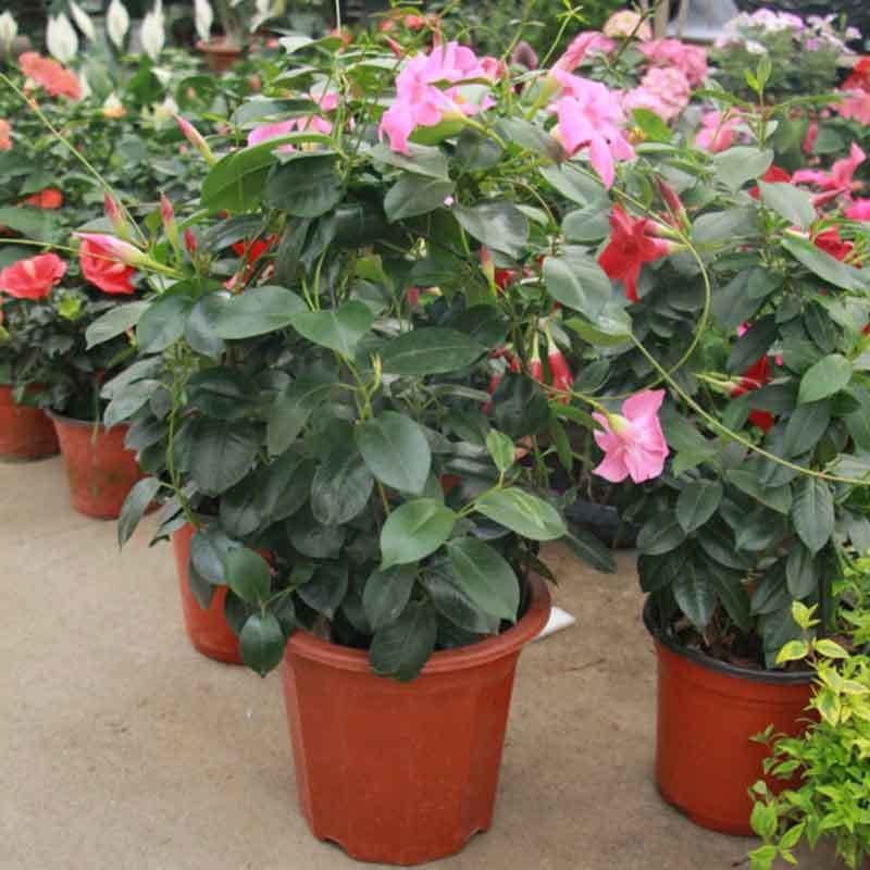 mandevilla in pots