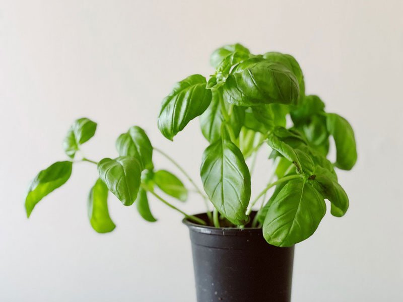 The Ultimate Guide to Growing Basil in Florida