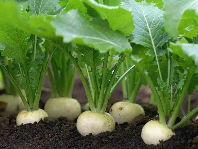 radish leaves