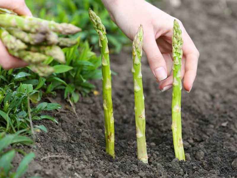 asparagus in texas