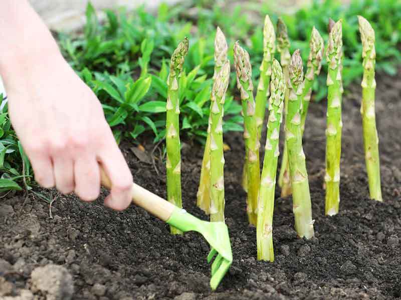 growing asparagus in texas