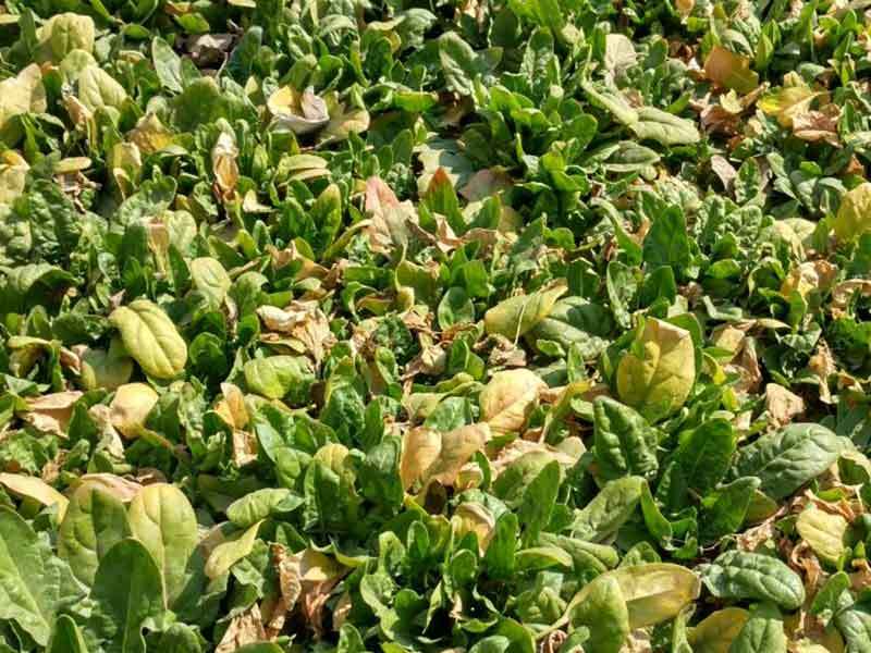 spinach leaves turning yellow