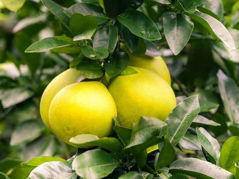 grapefruit tree