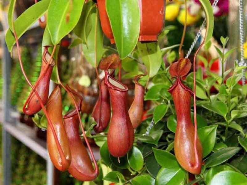 pitcher plant pitchers