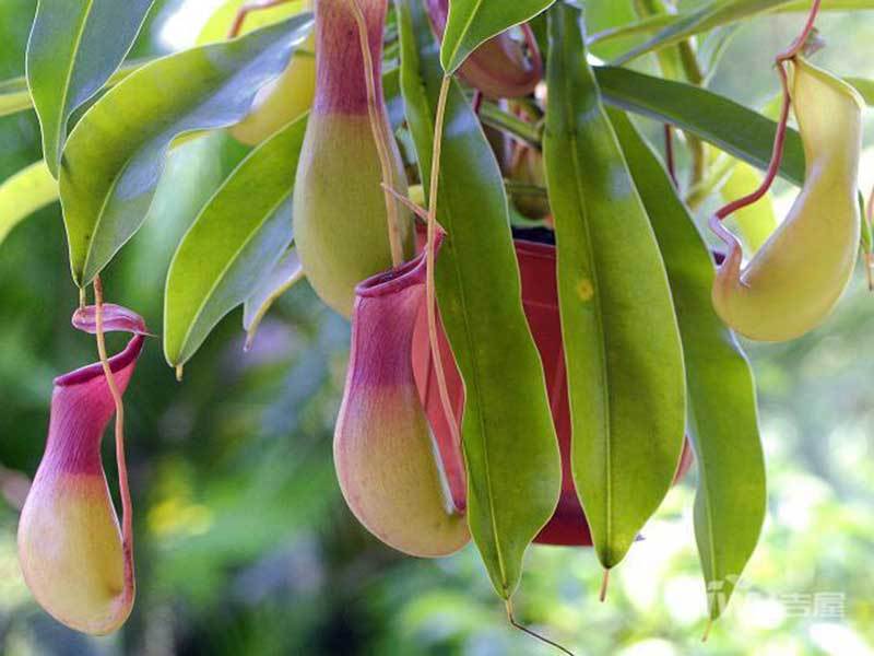 pitcher plants