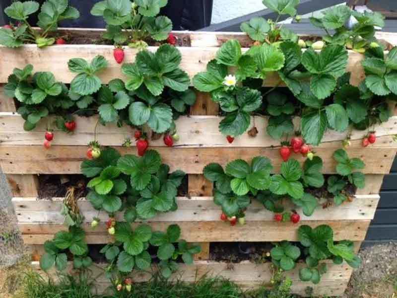 planting strawberries in pallets