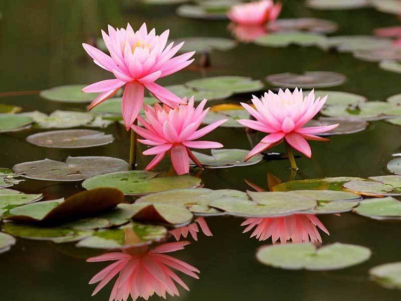 growing water lily from seeds