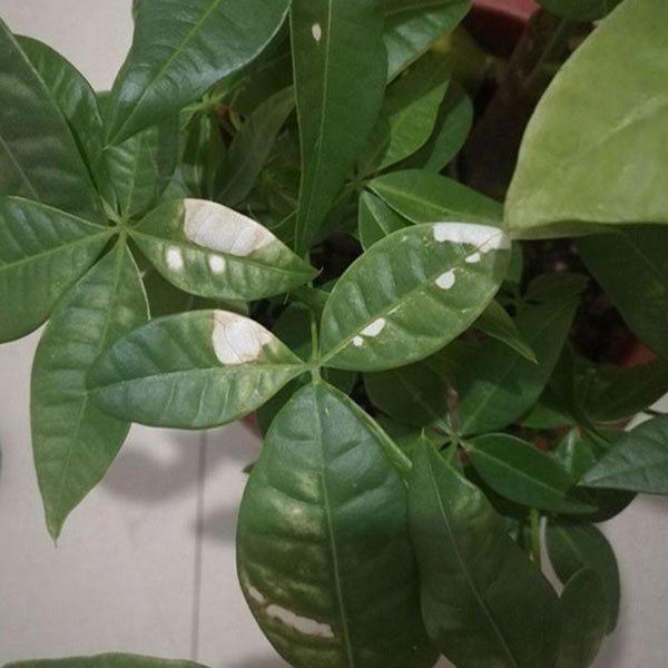 money tree leaves turning white