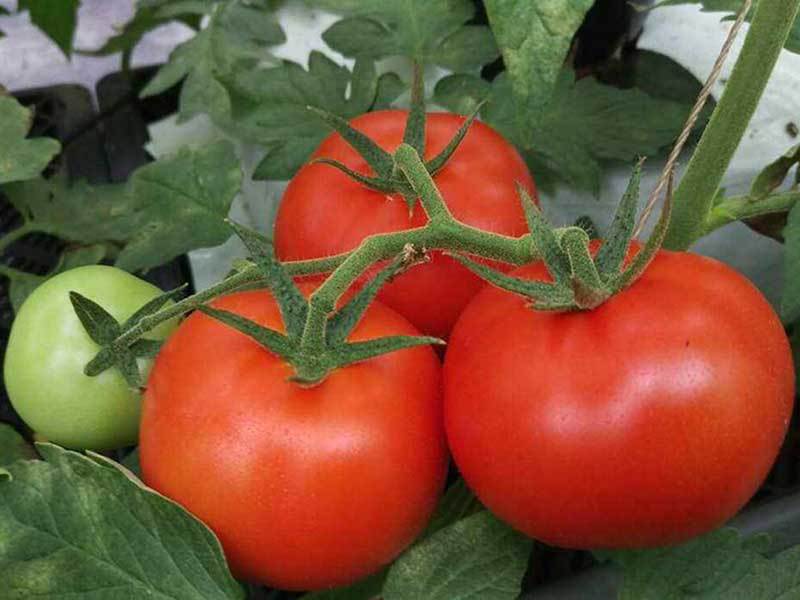 tomato square foot garden