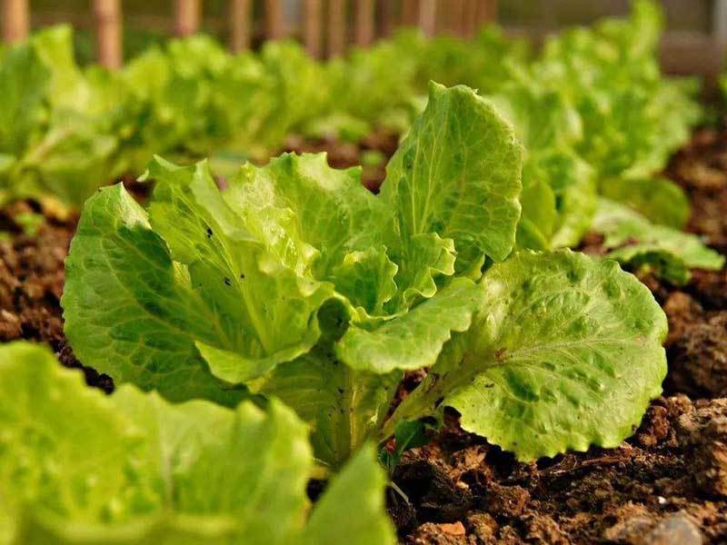 square foot gardening lettuce
