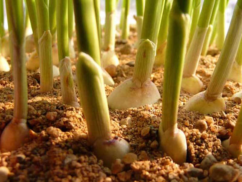 square foot gardening garlic