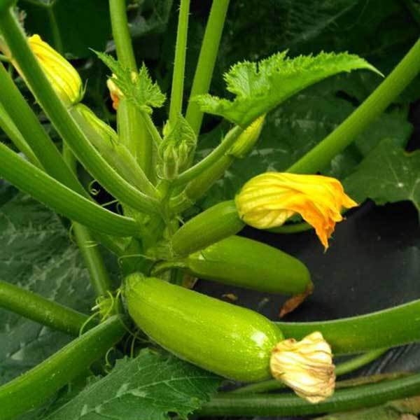 square foot gardening courgette