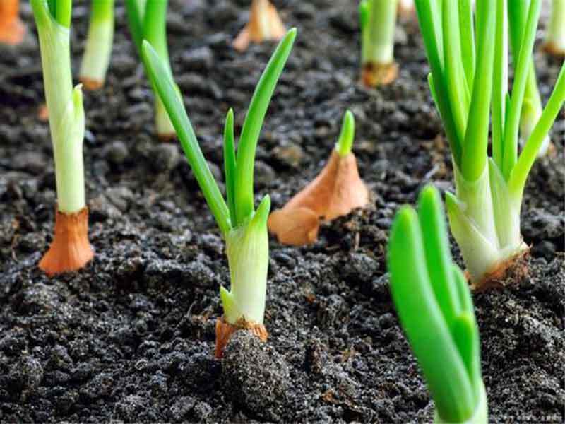 planting sprouted onions