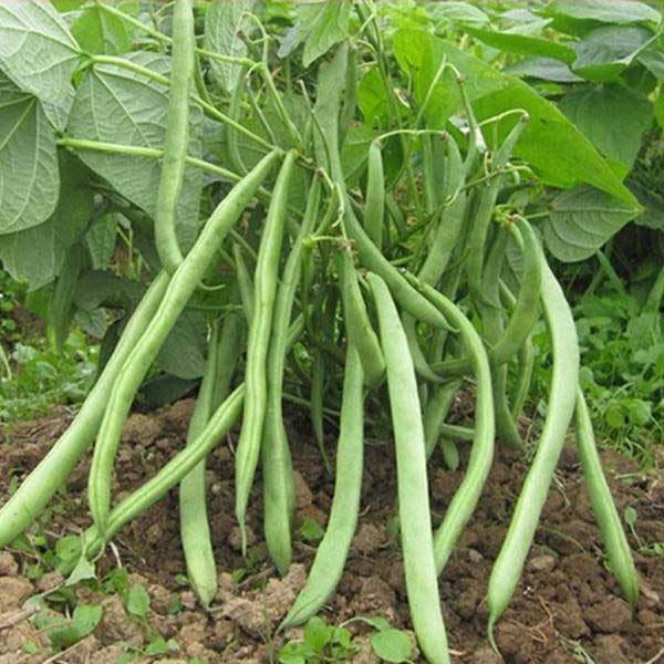 bush beans square foot gardening