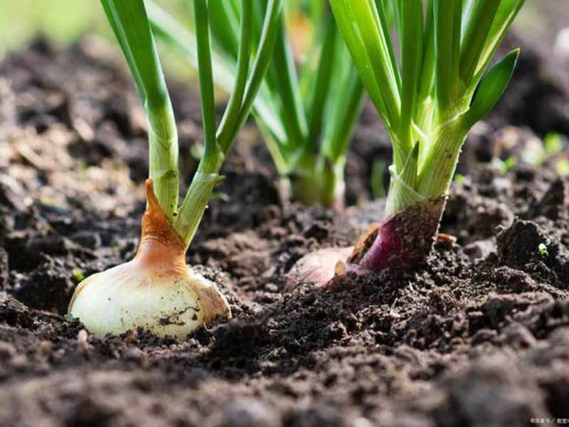 square foot gardening onions