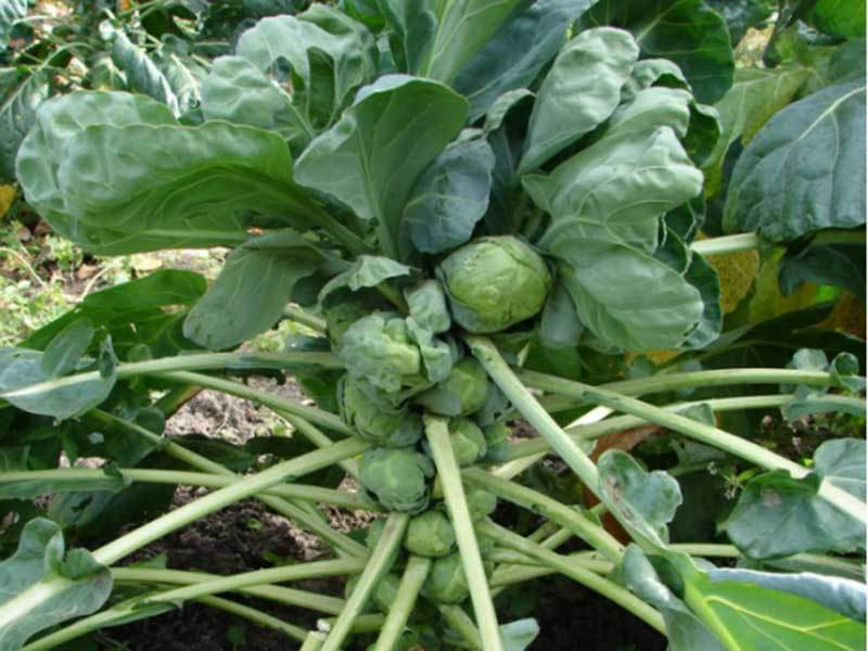 square foot gardening brussel sprouts