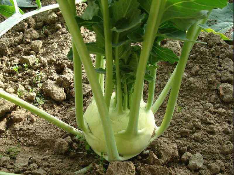 kohlrabi square foot gardening