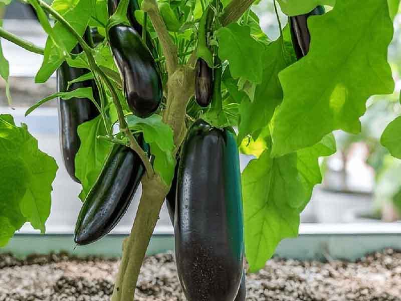 square foot gardening eggplant