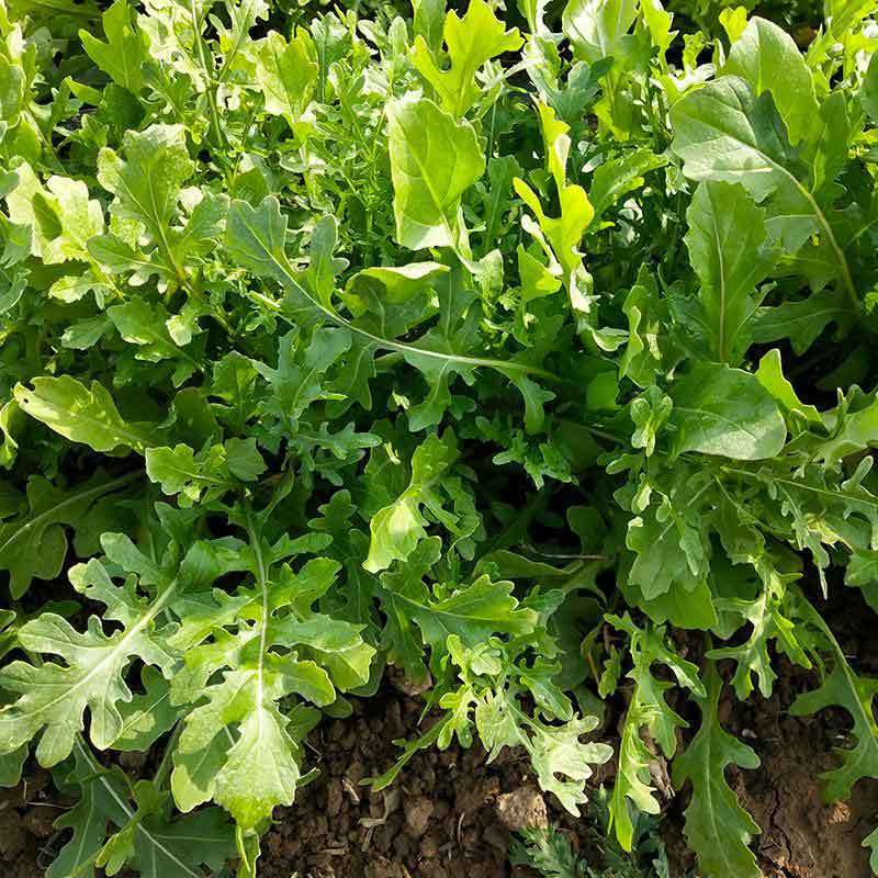 square foot gardening arugula