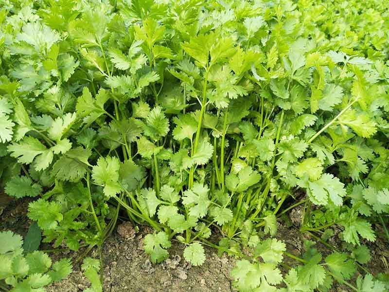 square foot gardening cilantro