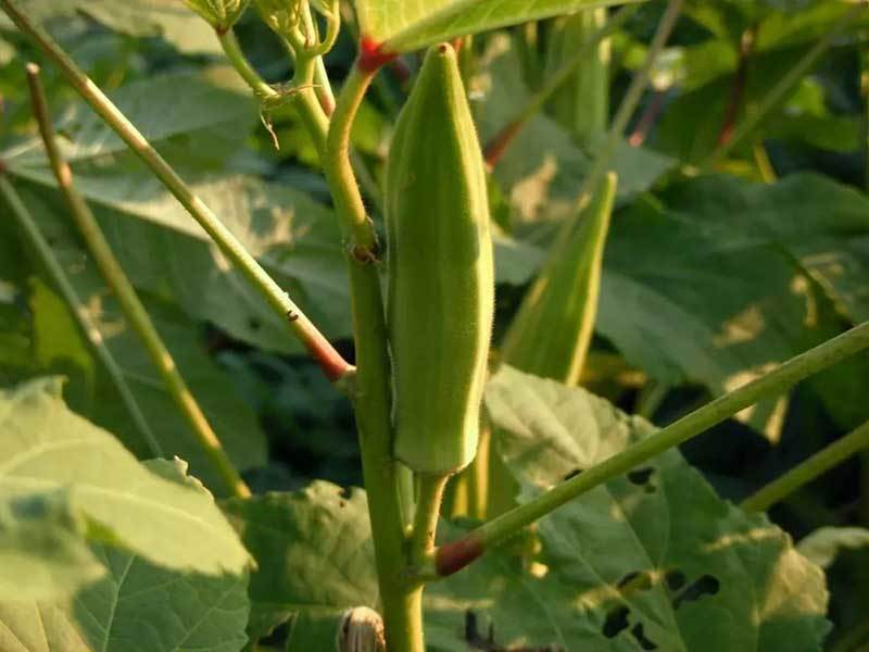 okra square foot gardening