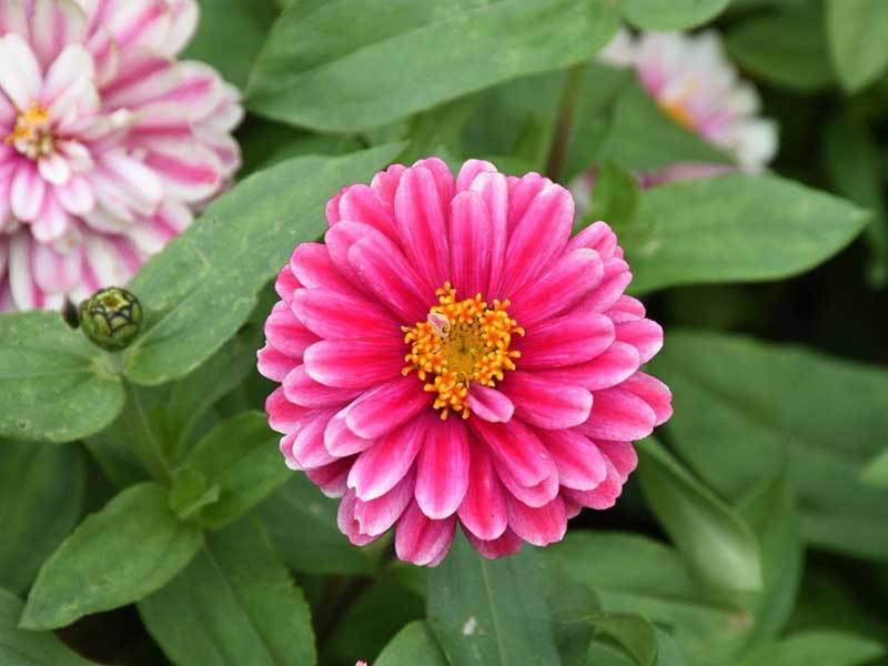 zinnia square foot gardening