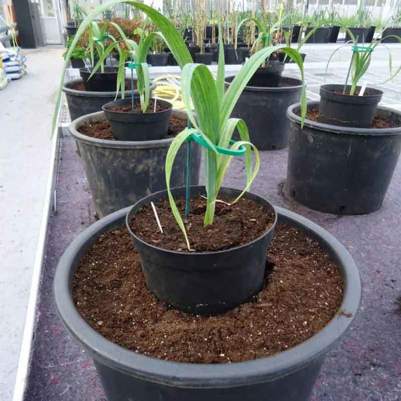 growing leeks in pots