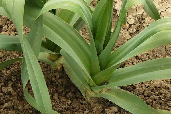 square foot gardening leeks