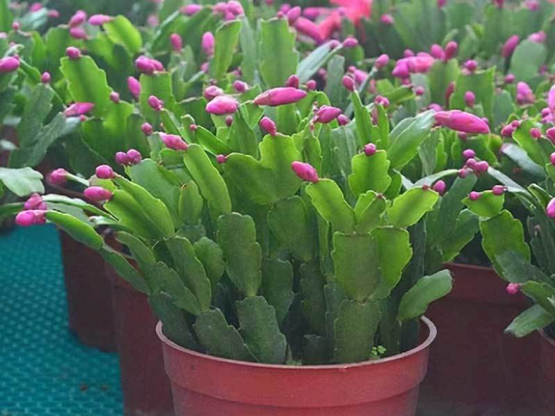 propagating thanksgiving cactus