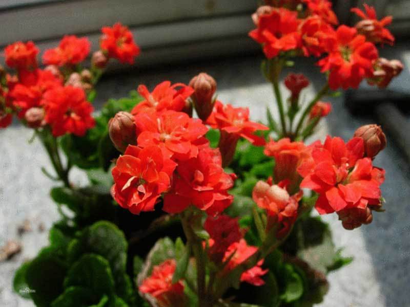 kalanchoe plant