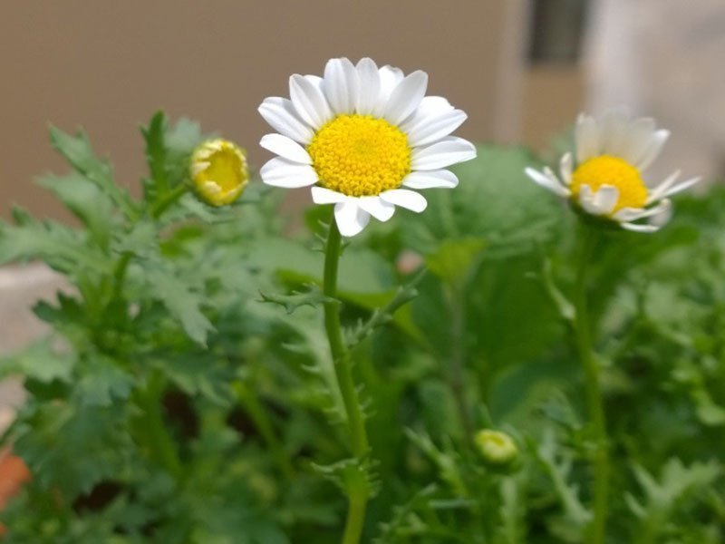 white mum plants