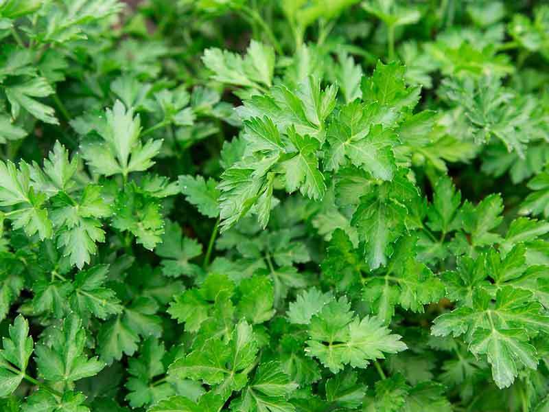 parsley