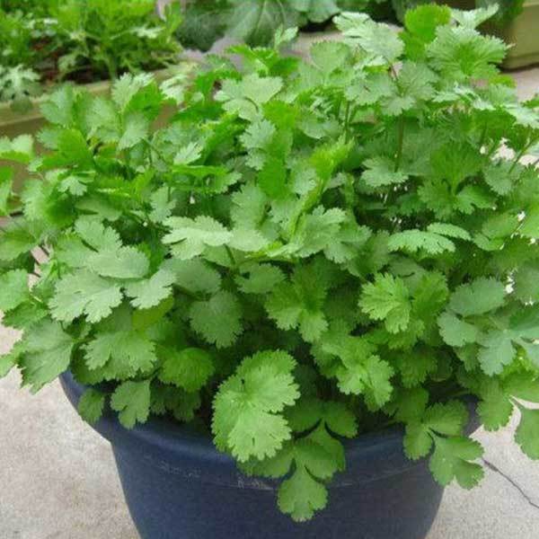 cilantro plants