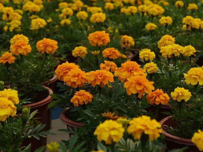 marigold plants