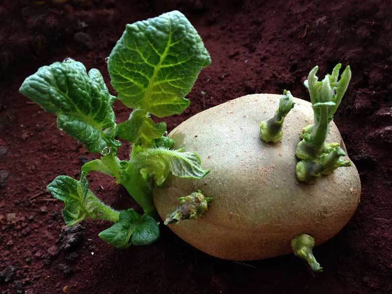 seed potato