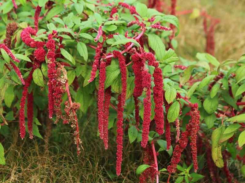 growing amaranth in containers