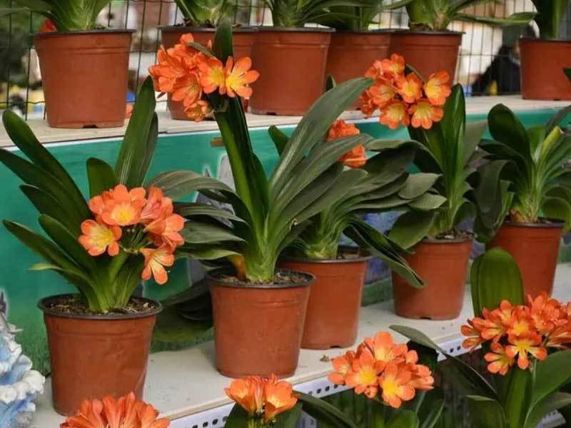 growing clivias in pots