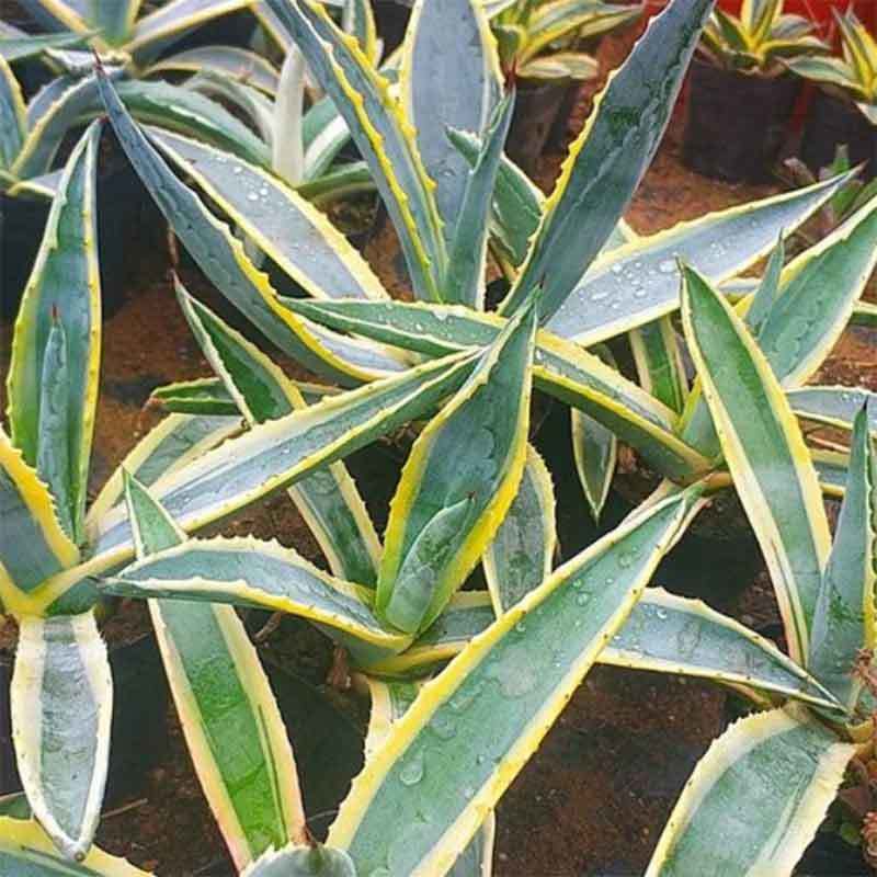 agave leaves