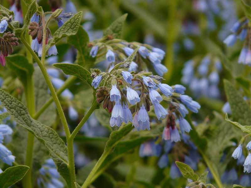 growing comfrey in pots