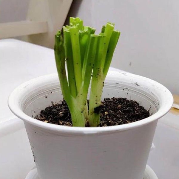 growing scallions in containers