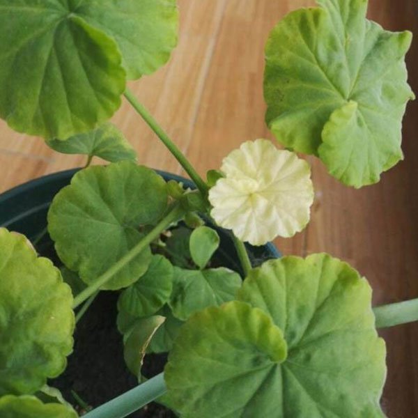 geranium leaves turning white