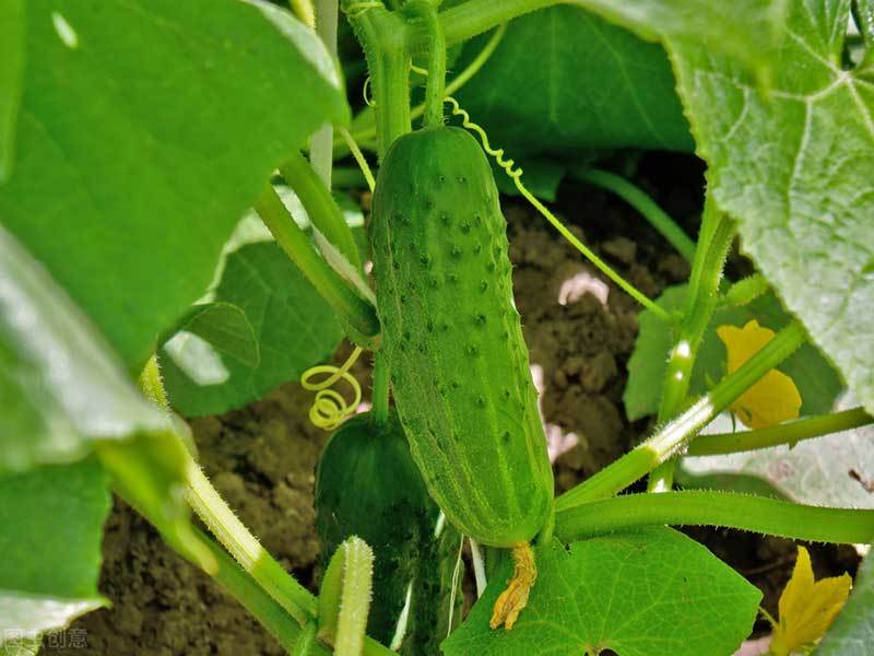 growing cucumbers in texas