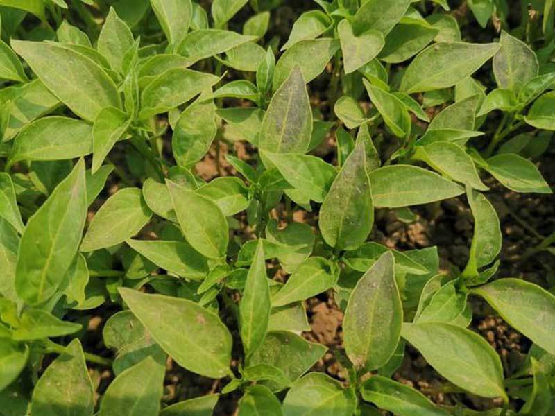 pepper plant leaves turning purple