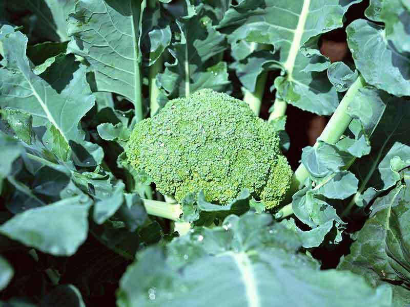 broccoli leaves