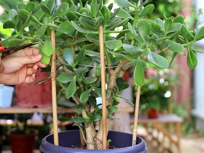 jade plant