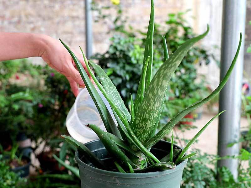 aloe plant